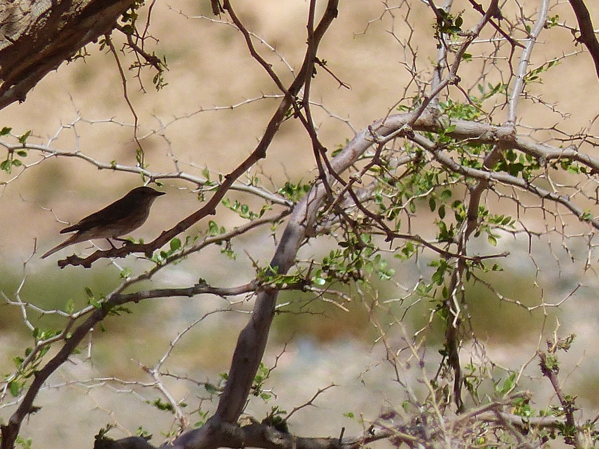 Spotted Flycatcher - Jorge López Álvarez