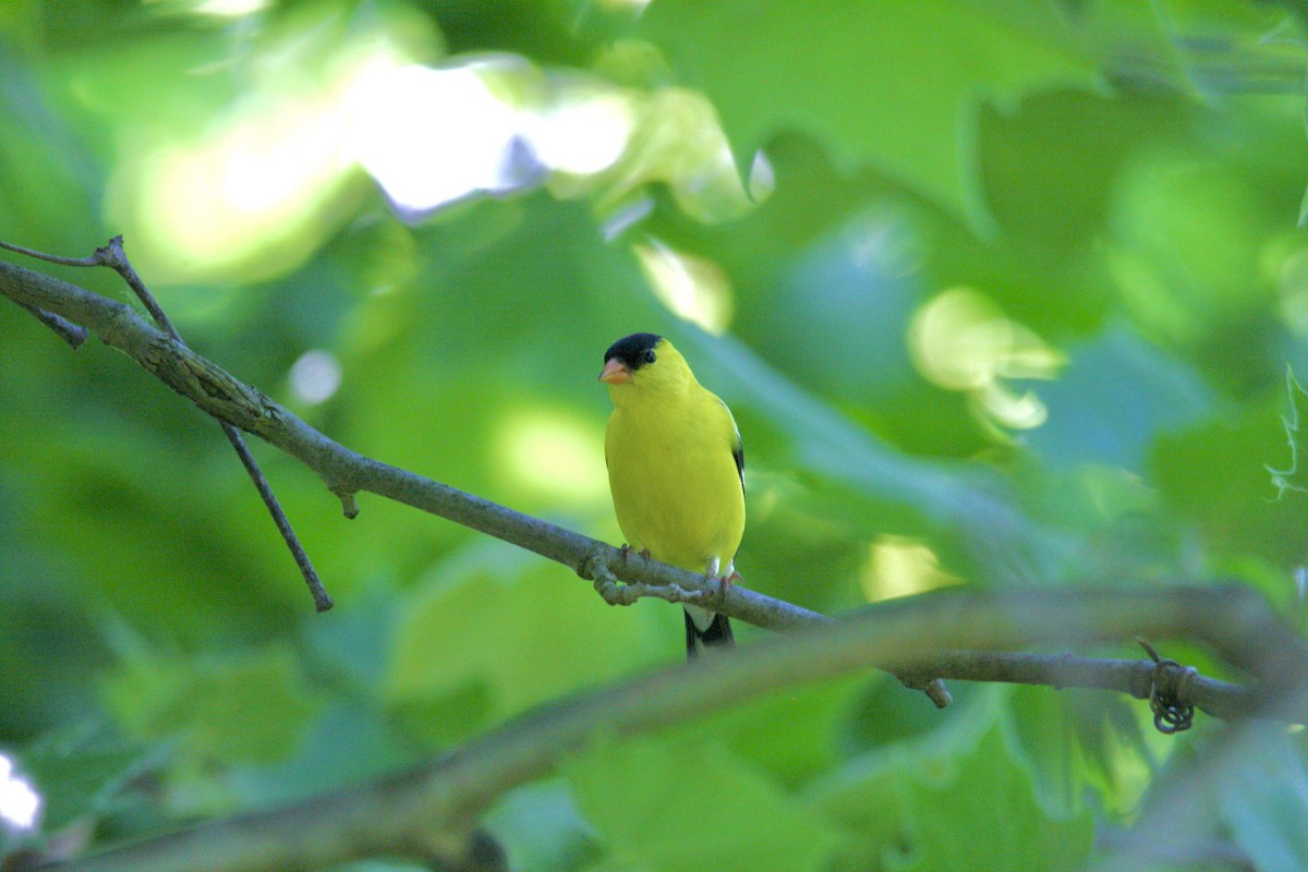 American Goldfinch - Andrew Charles