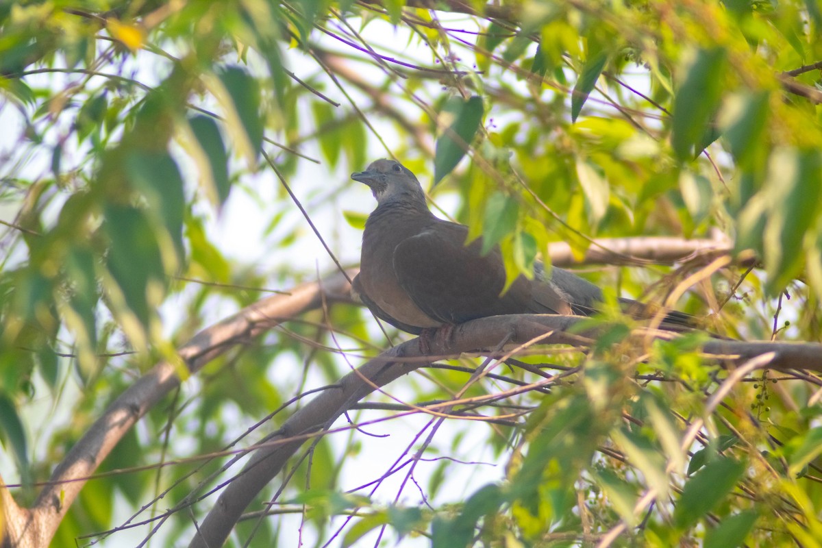 Pale-vented Pigeon - Manuel de Jesus Hernandez Ancheita