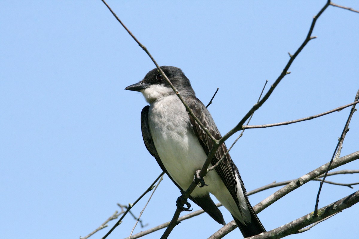 Eastern Kingbird - Andrew Charles