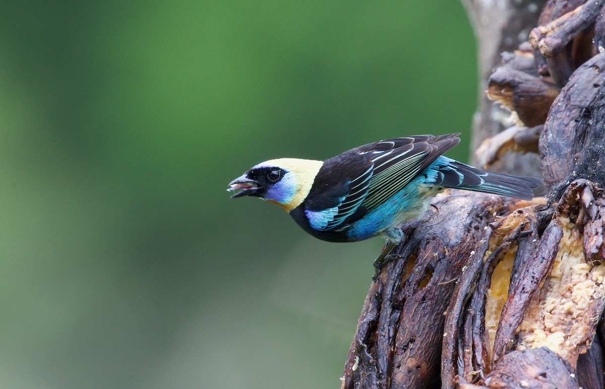 Golden-hooded Tanager - David Brassington