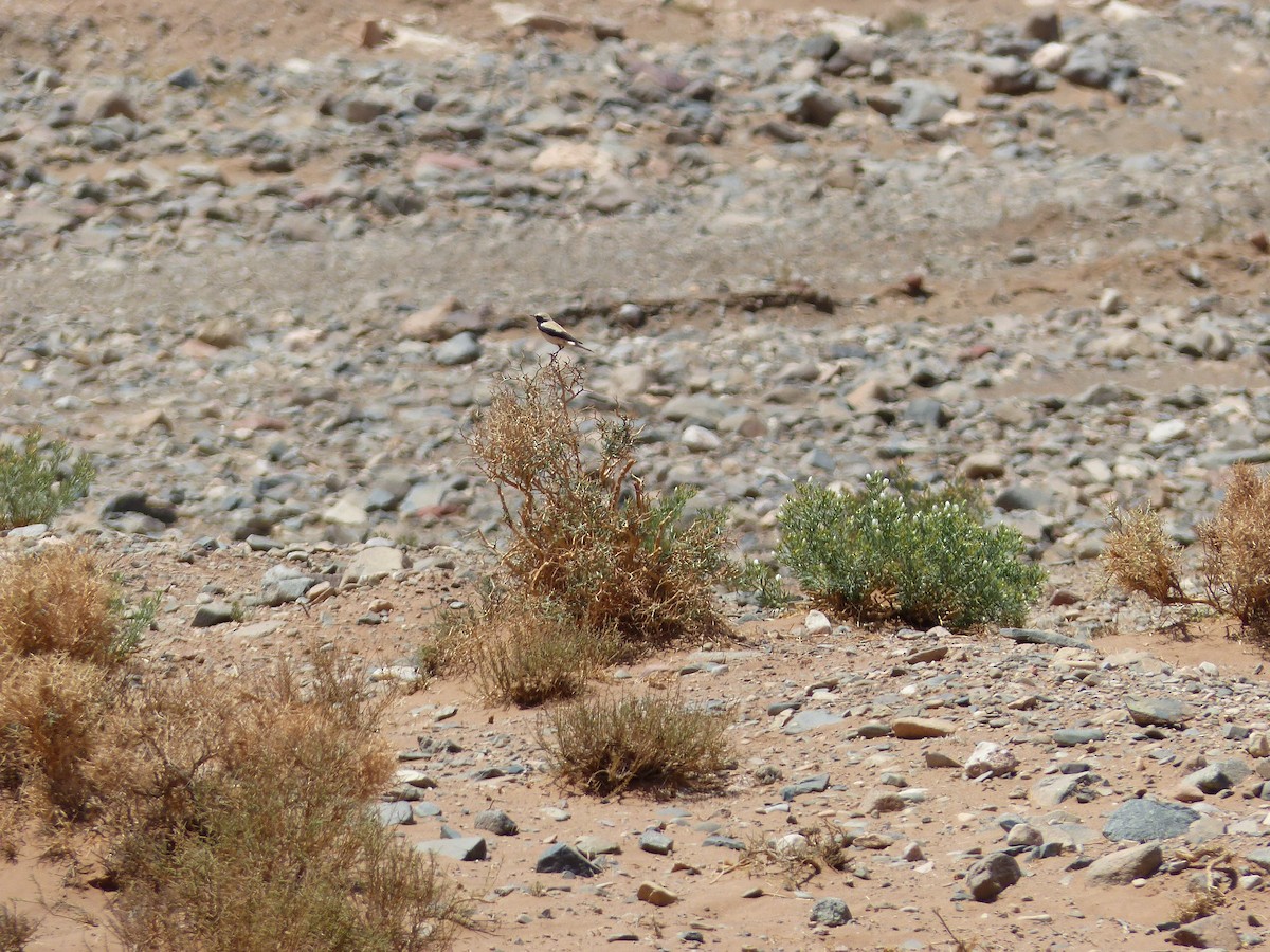 Кам’янка пустельна - ML619398519