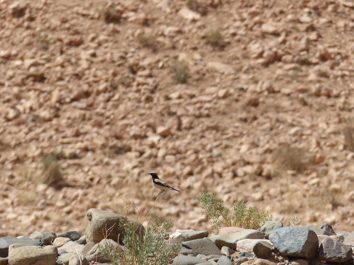 Desert Wheatear - Jorge López Álvarez