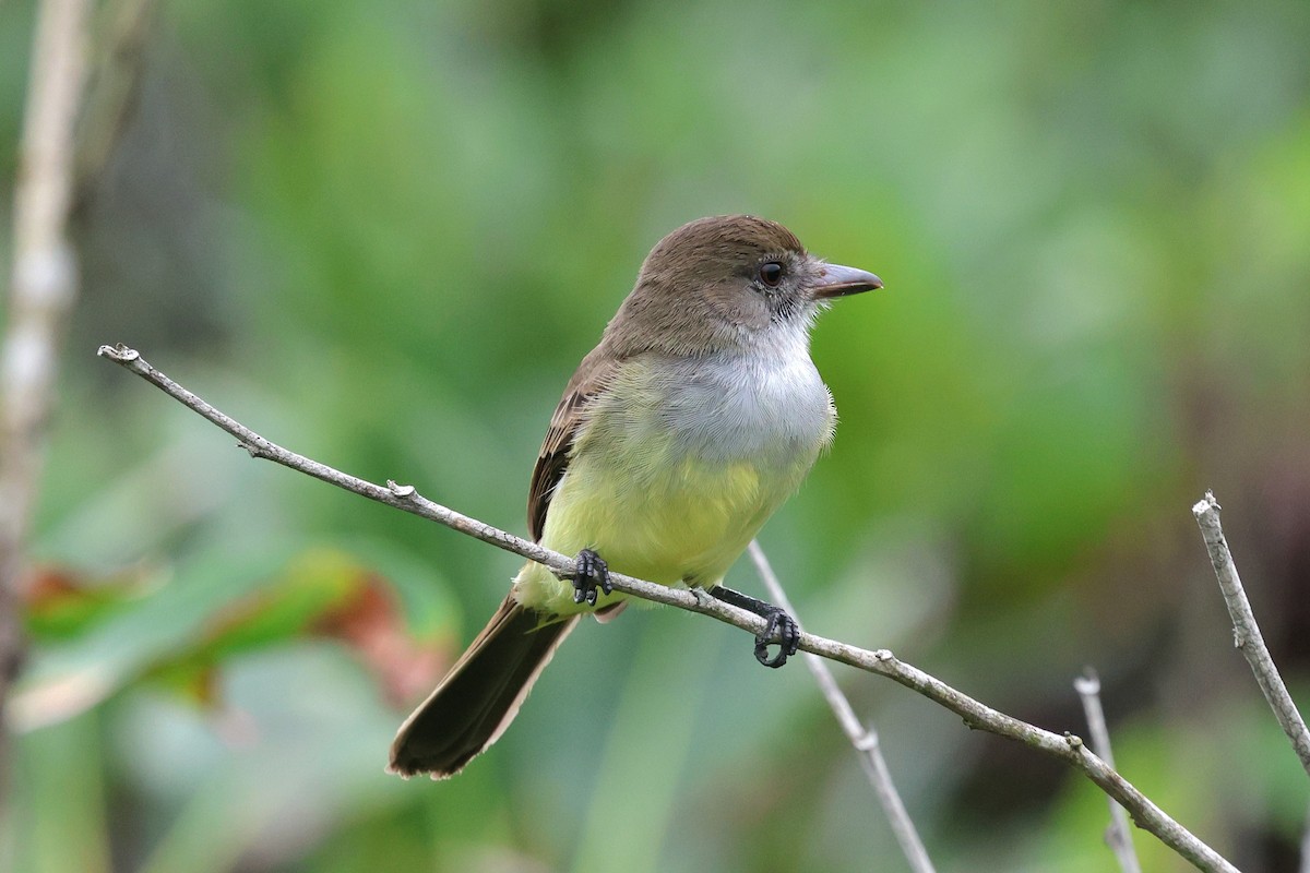 Short-crested Flycatcher - Miguel Podas