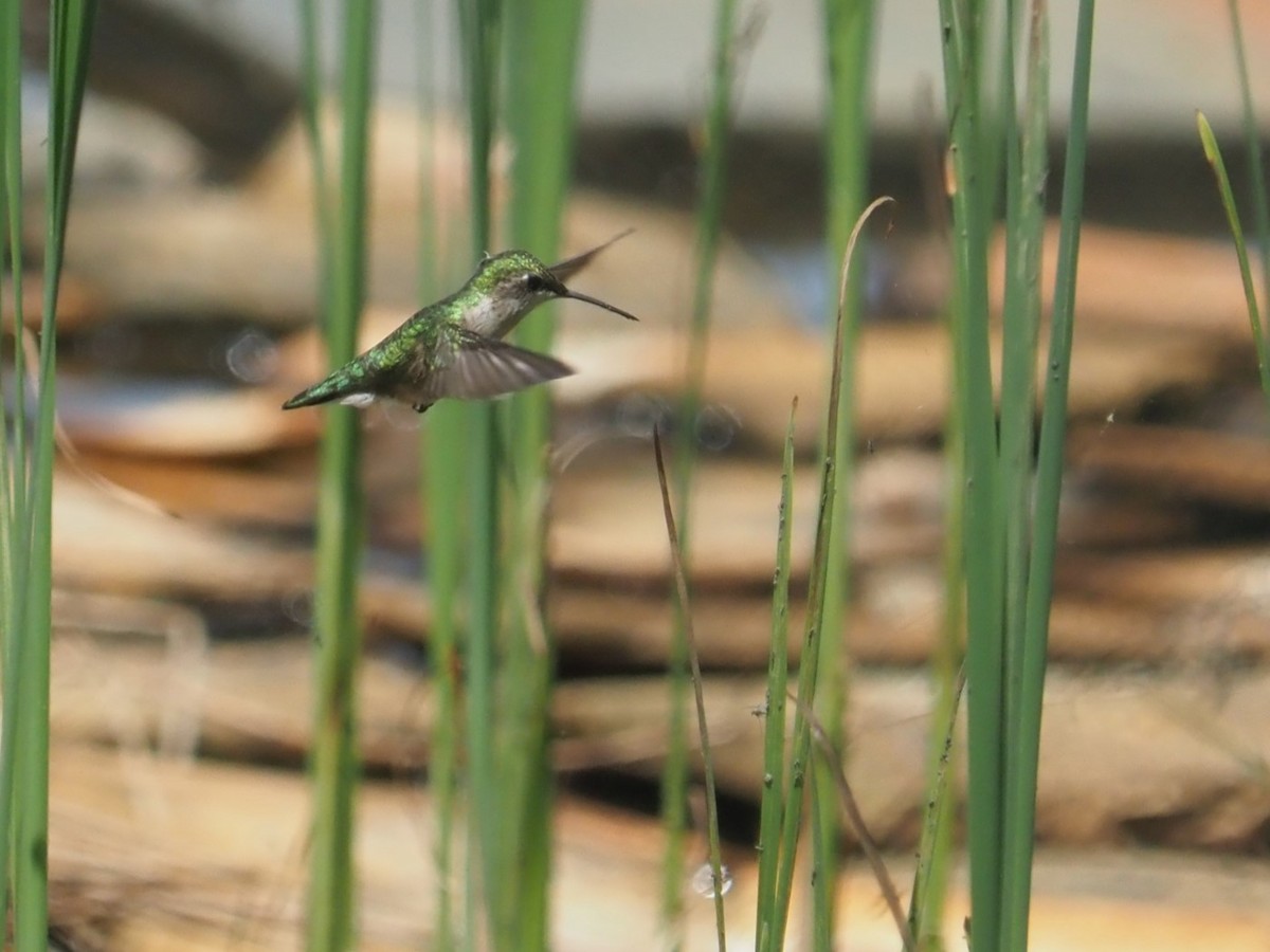 Ruby-throated Hummingbird - Bill Bunn