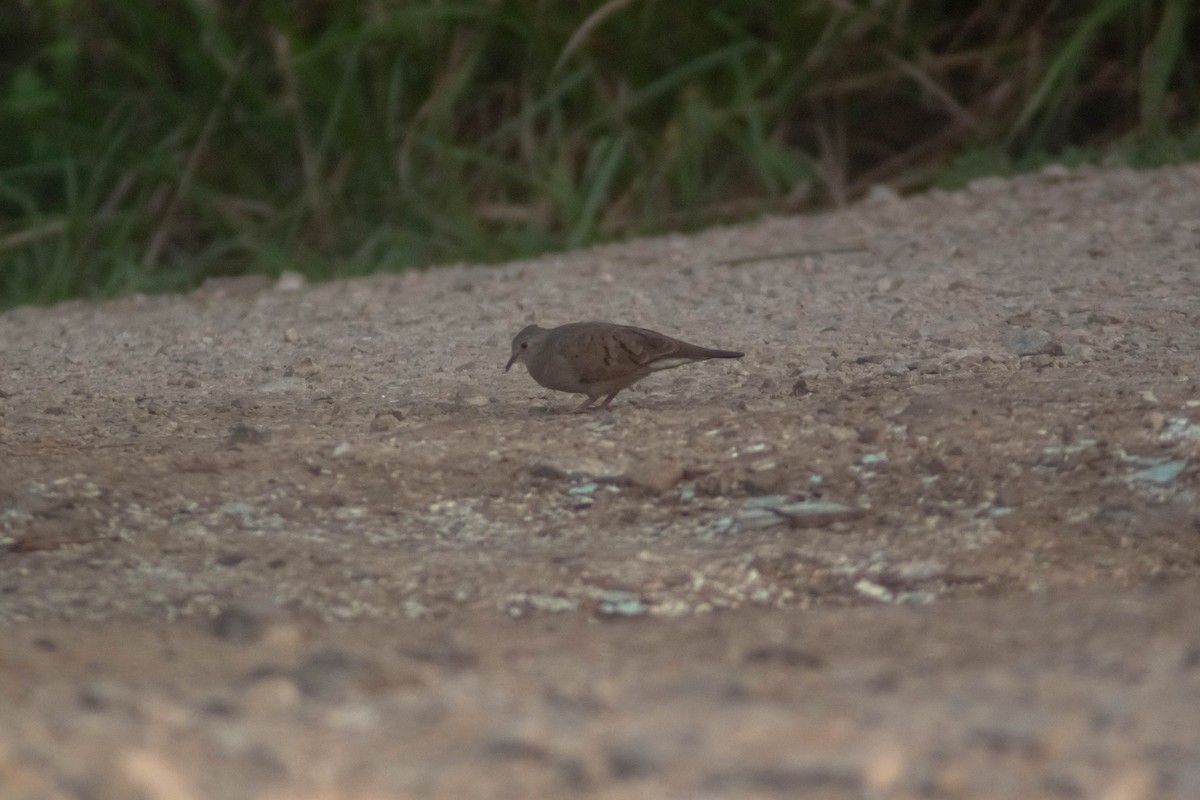 Ruddy Ground Dove - Manuel de Jesus Hernandez Ancheita