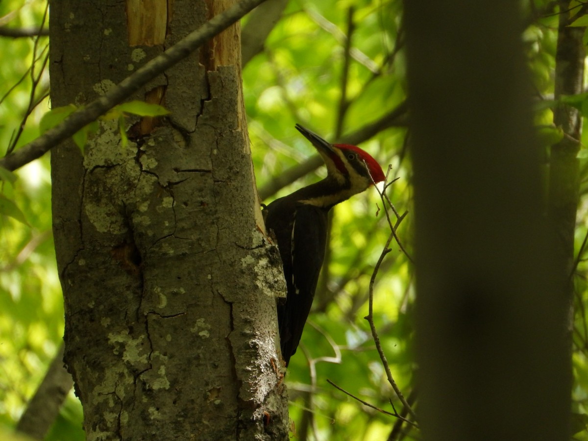 Pileated Woodpecker - Eric Howe