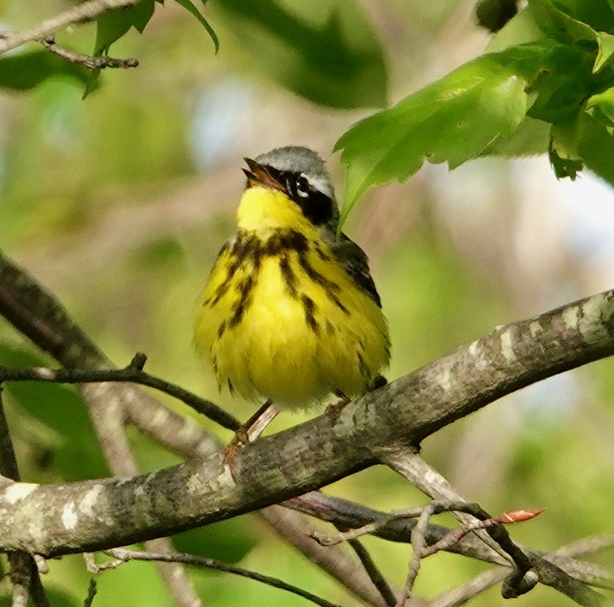 Magnolia Warbler - Seth Ausubel