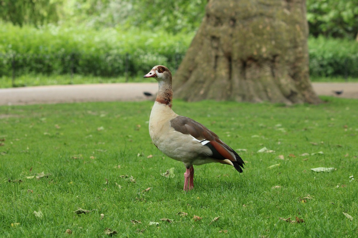 Egyptian Goose - Bailey McCahon