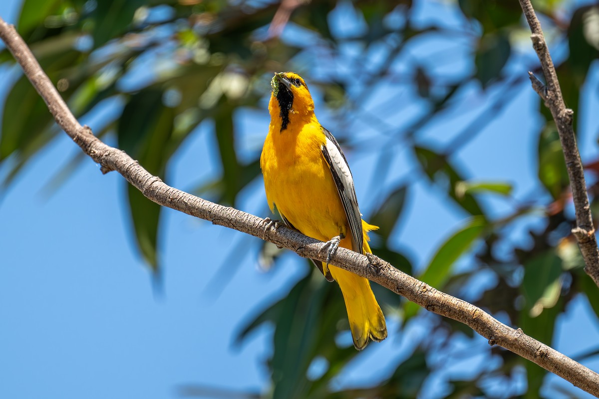 Bullock's Oriole - Xiang Gao