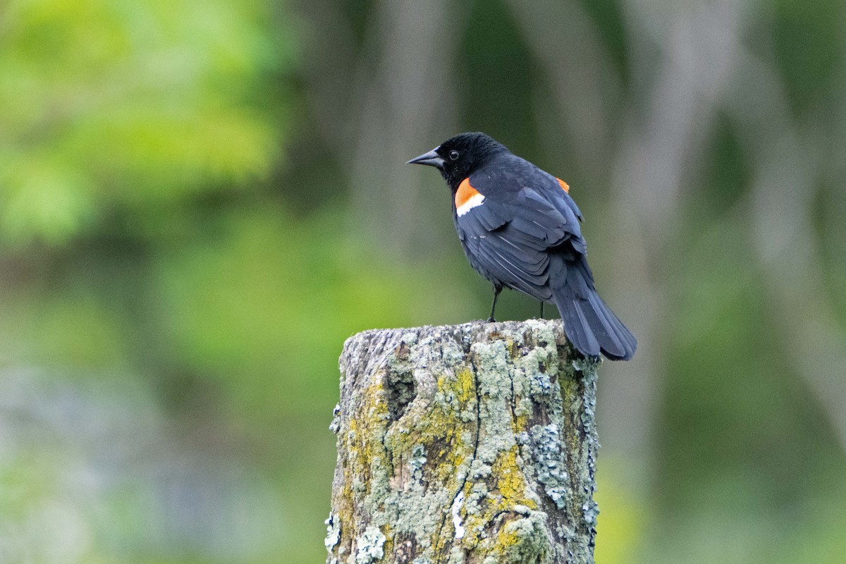 Red-winged Blackbird - Susan Elliott