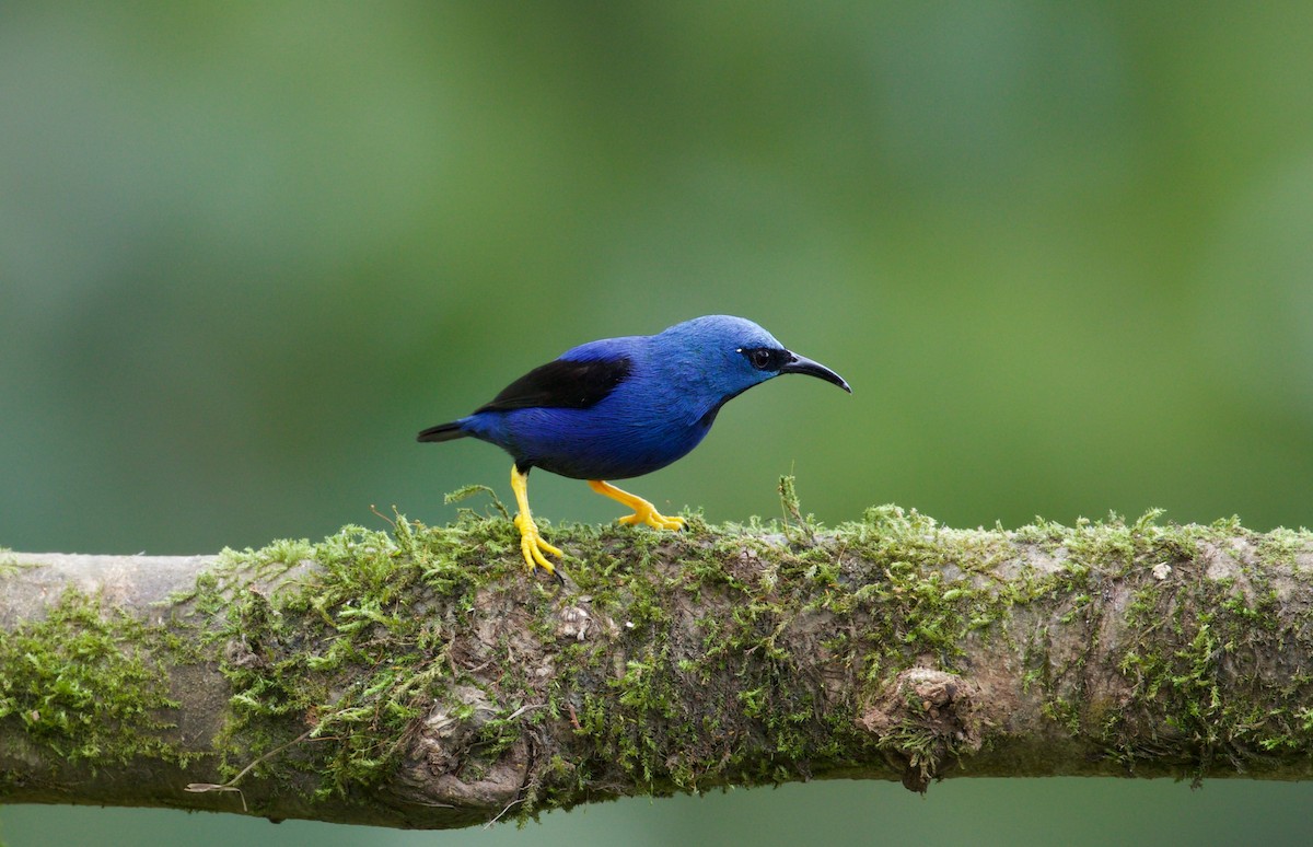 Shining Honeycreeper - David Brassington