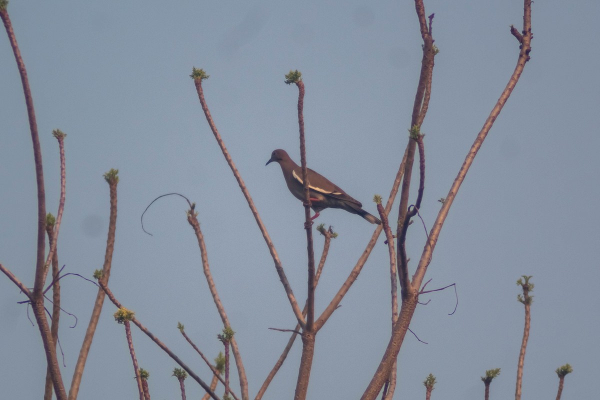 White-winged Dove - Manuel de Jesus Hernandez Ancheita