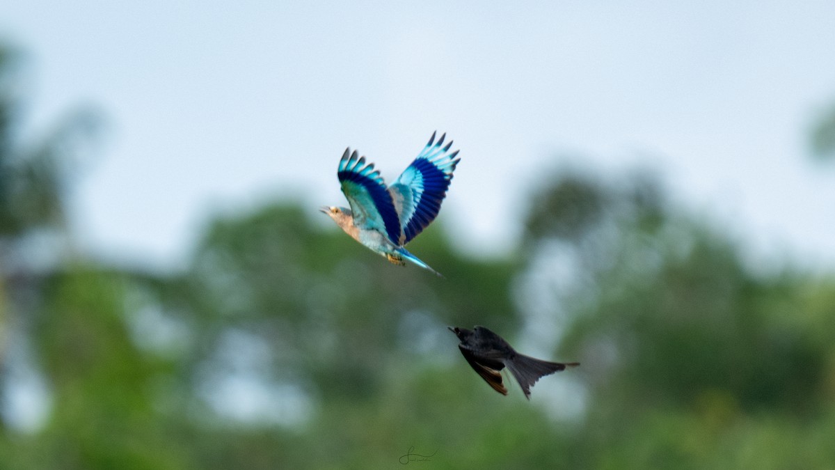 Indian Roller - Faisal Fasaludeen