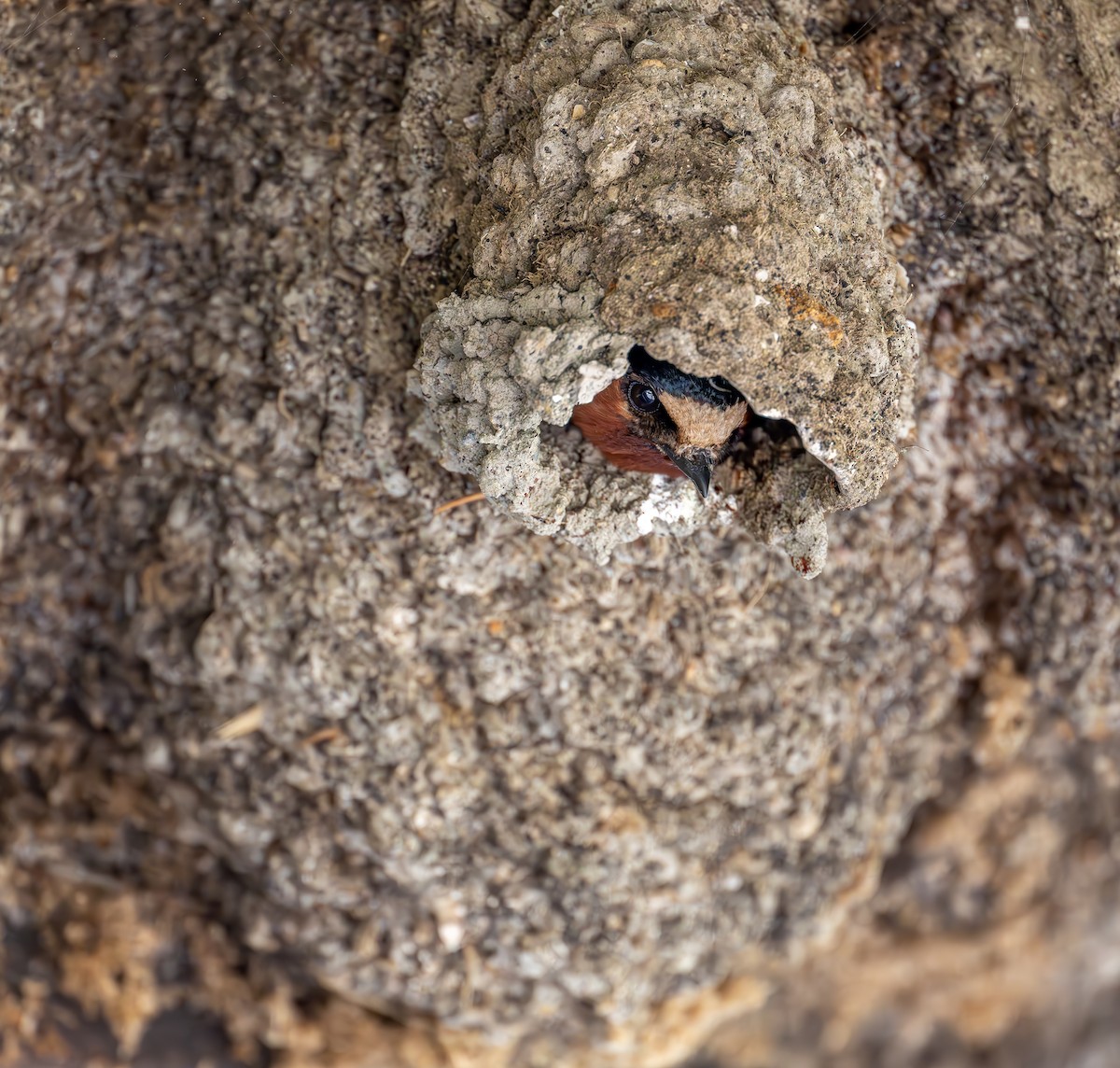 Cliff Swallow - Xiang Gao