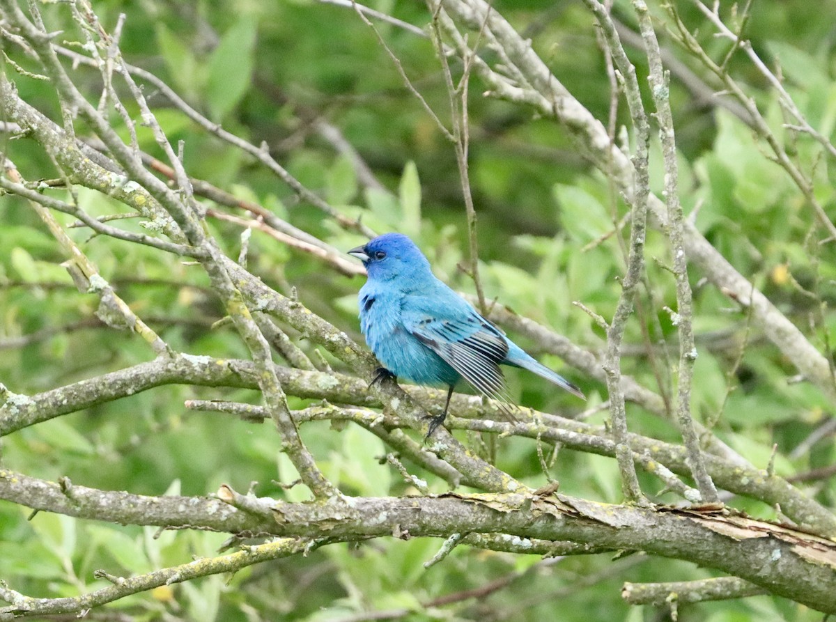 Passerin indigo - ML619398661