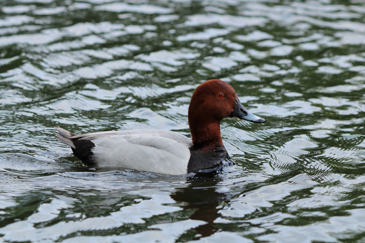 Common Pochard - Bailey McCahon