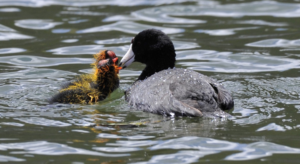 American Coot - Don Zones