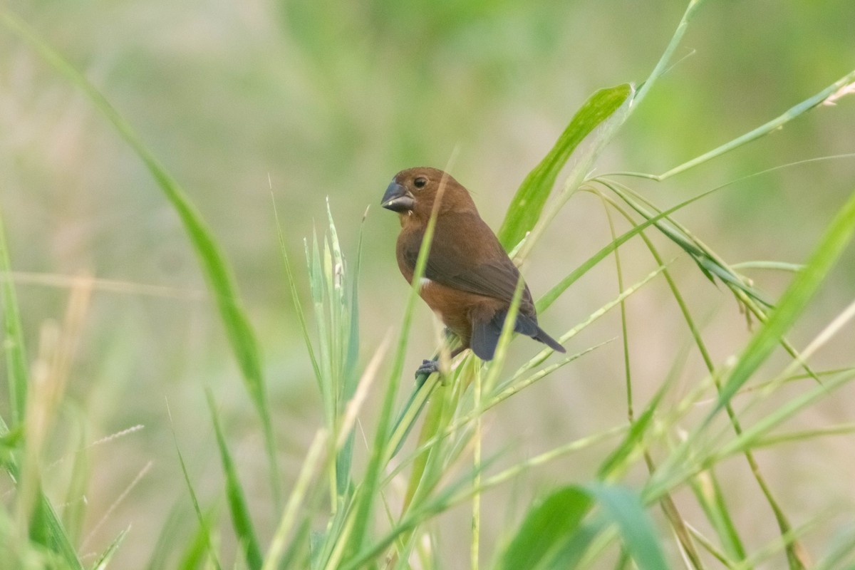 Thick-billed Seed-Finch - ML619398701