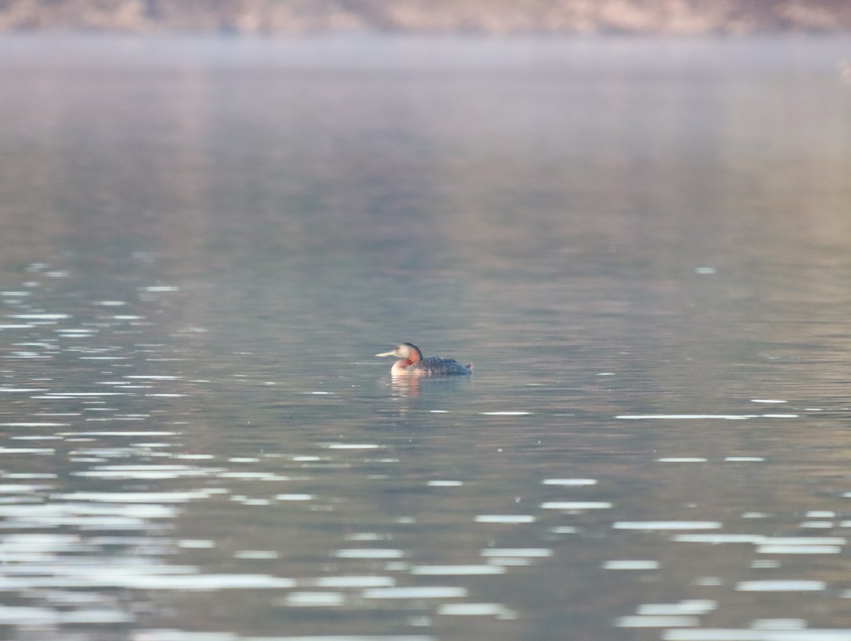 Great Grebe - Mario Reyes