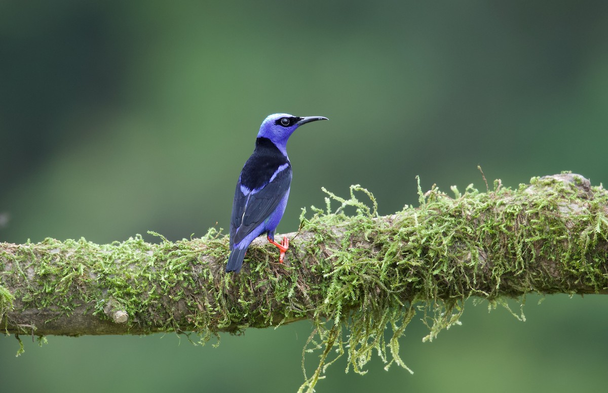 Red-legged Honeycreeper - David Brassington