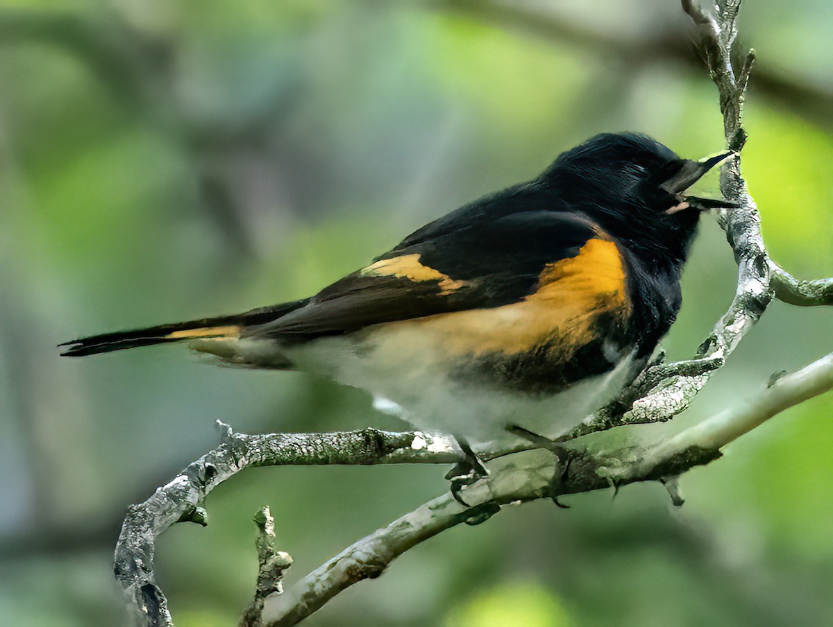 American Redstart - Jim Ward