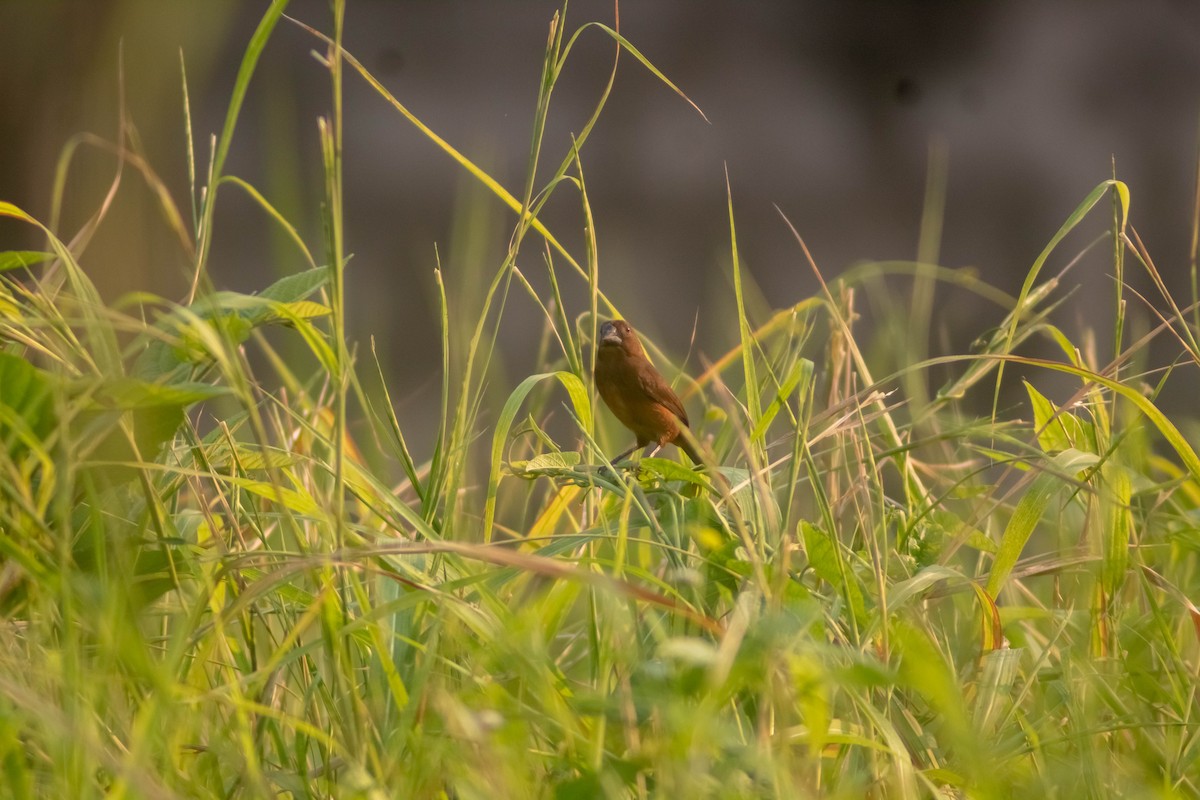 Thick-billed Seed-Finch - ML619398719