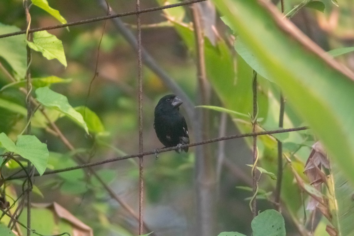 Thick-billed Seed-Finch - ML619398720