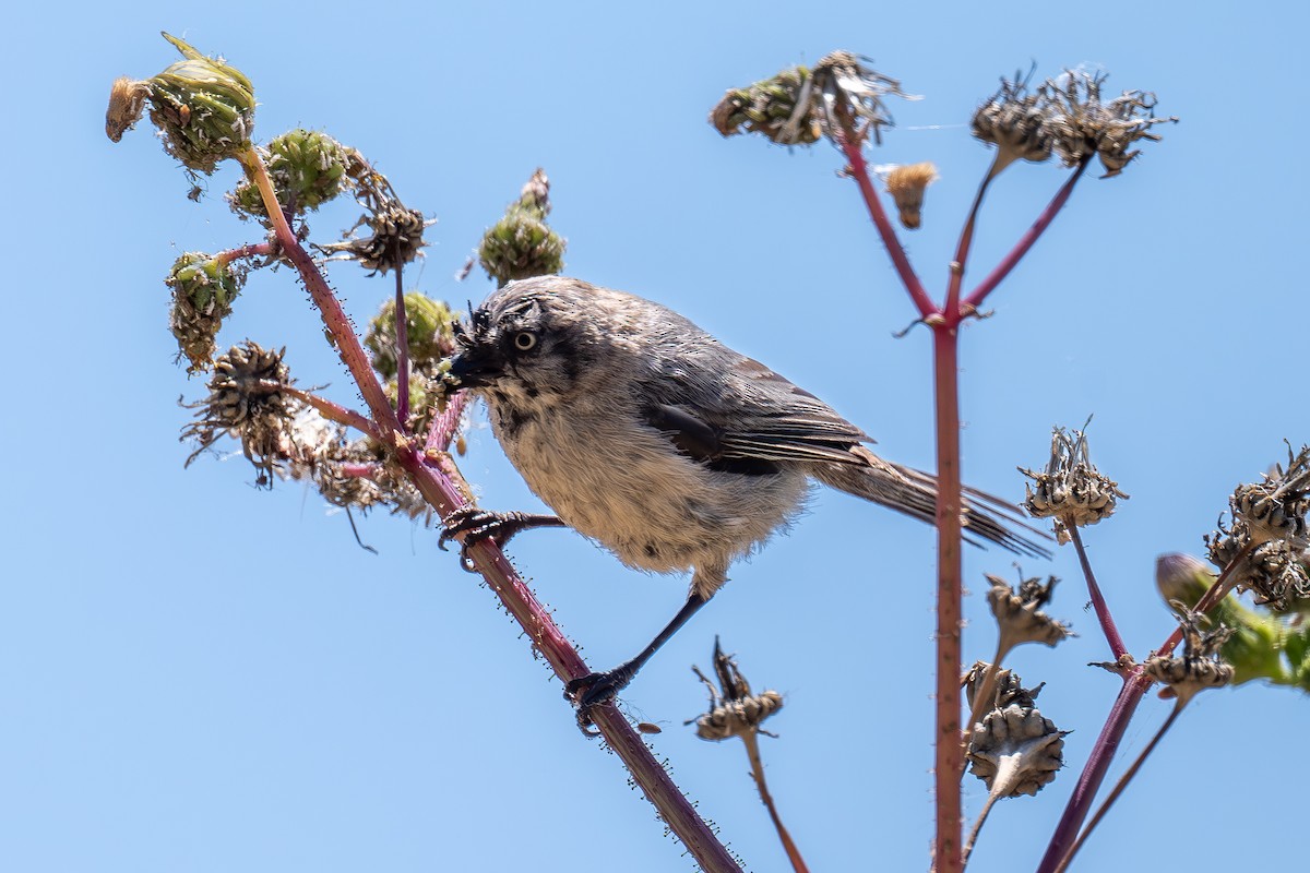 Bushtit - Xiang Gao