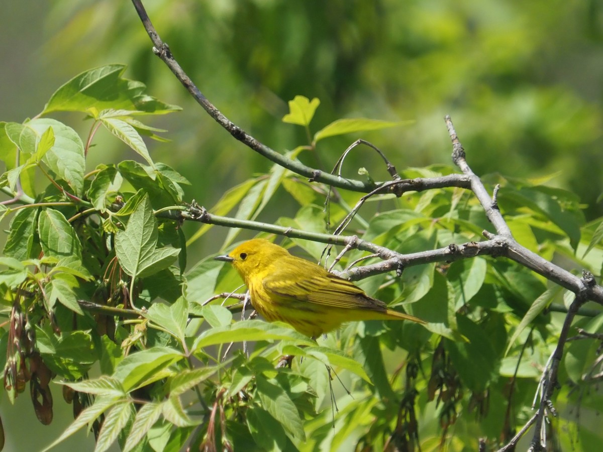 Yellow Warbler - Bill Bunn