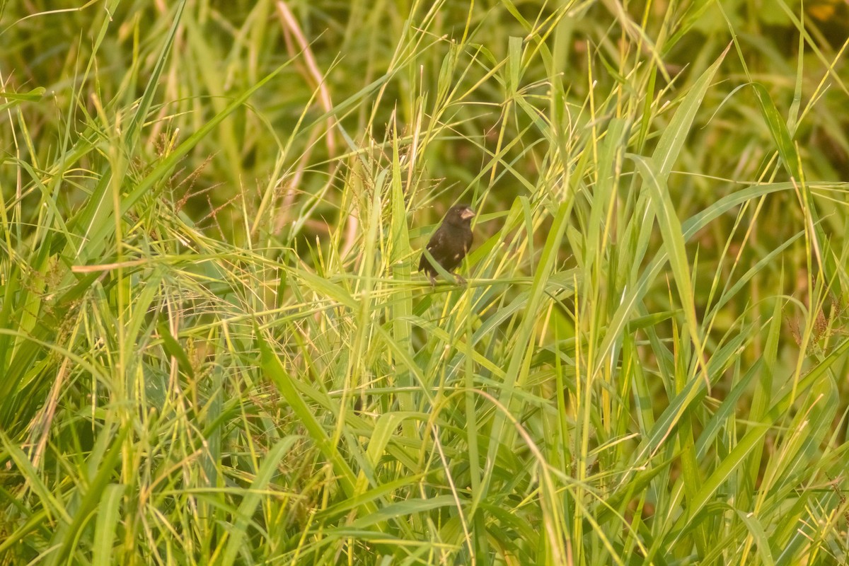 Thick-billed Seed-Finch - ML619398733