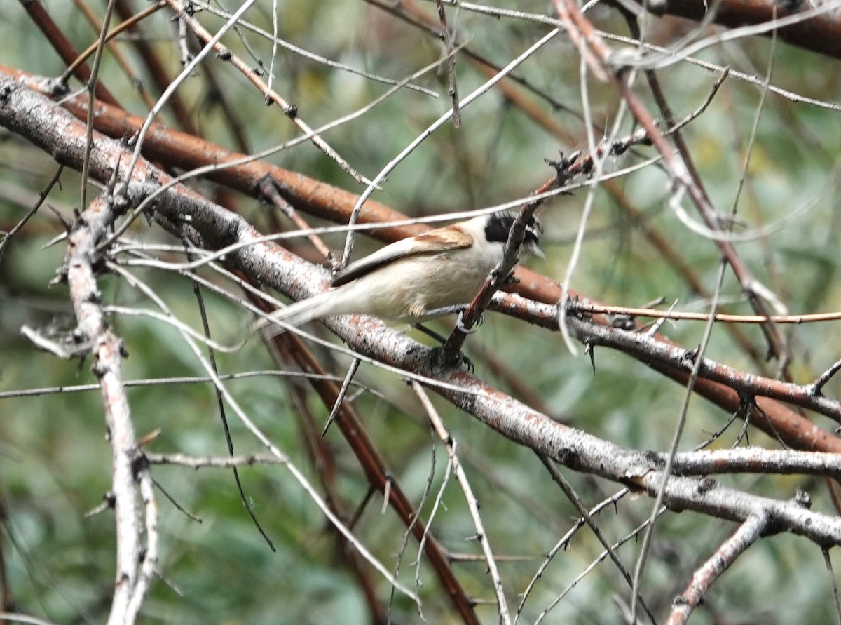 White-crowned Penduline-Tit - Edurne Ugarte