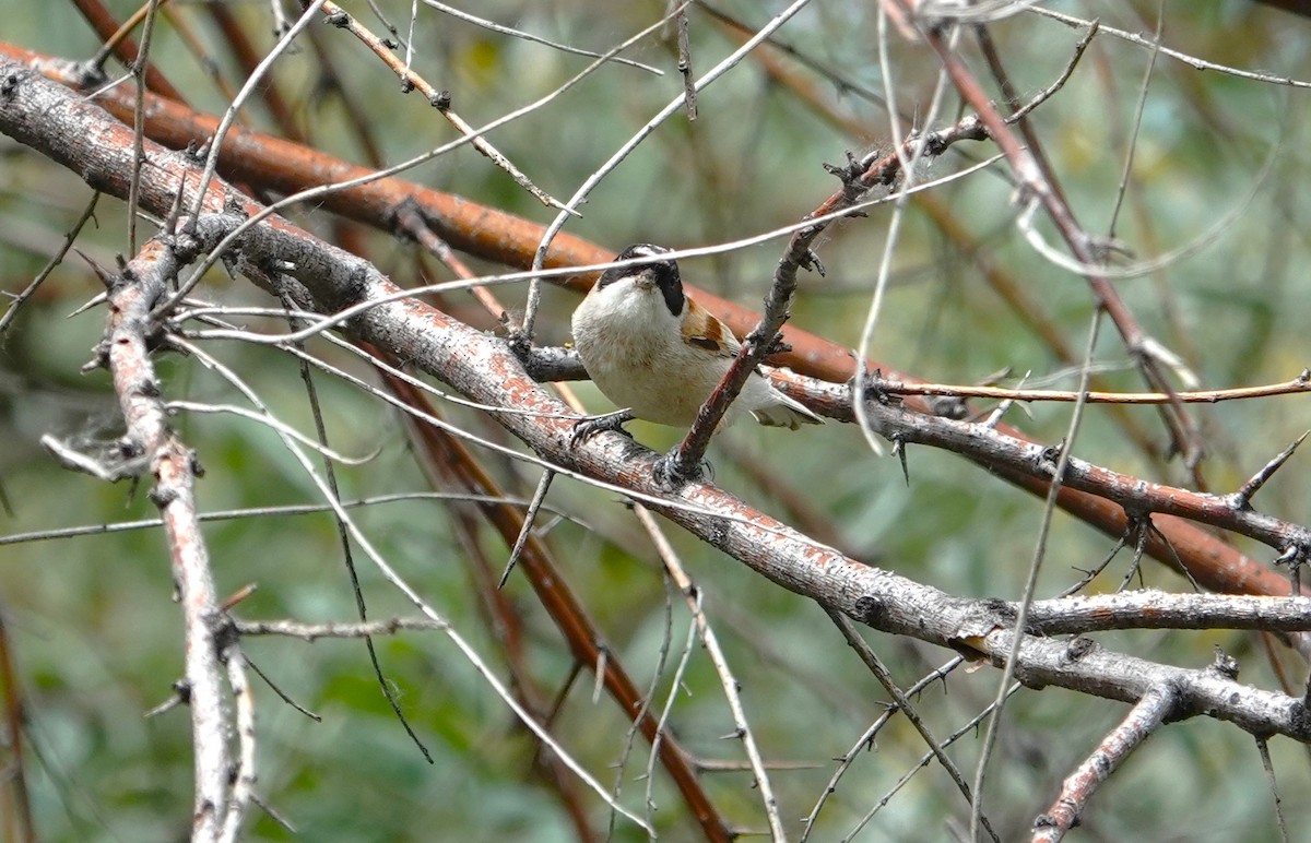 White-crowned Penduline-Tit - Edurne Ugarte