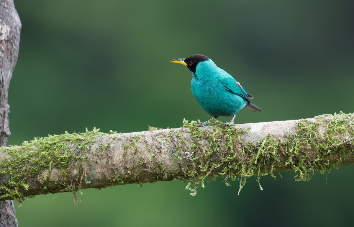 Green Honeycreeper - David Brassington