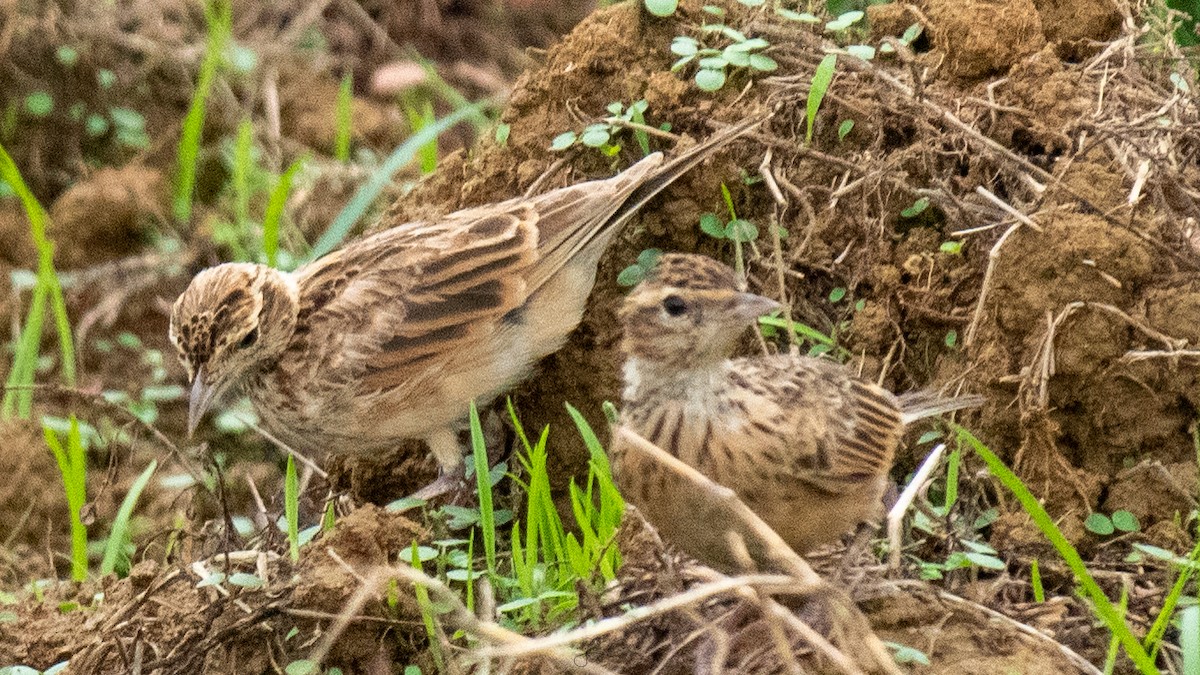 Oriental Skylark - Faisal Fasaludeen