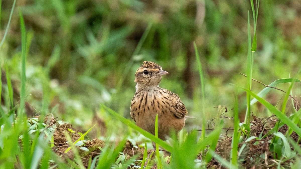 Oriental Skylark - ML619398758