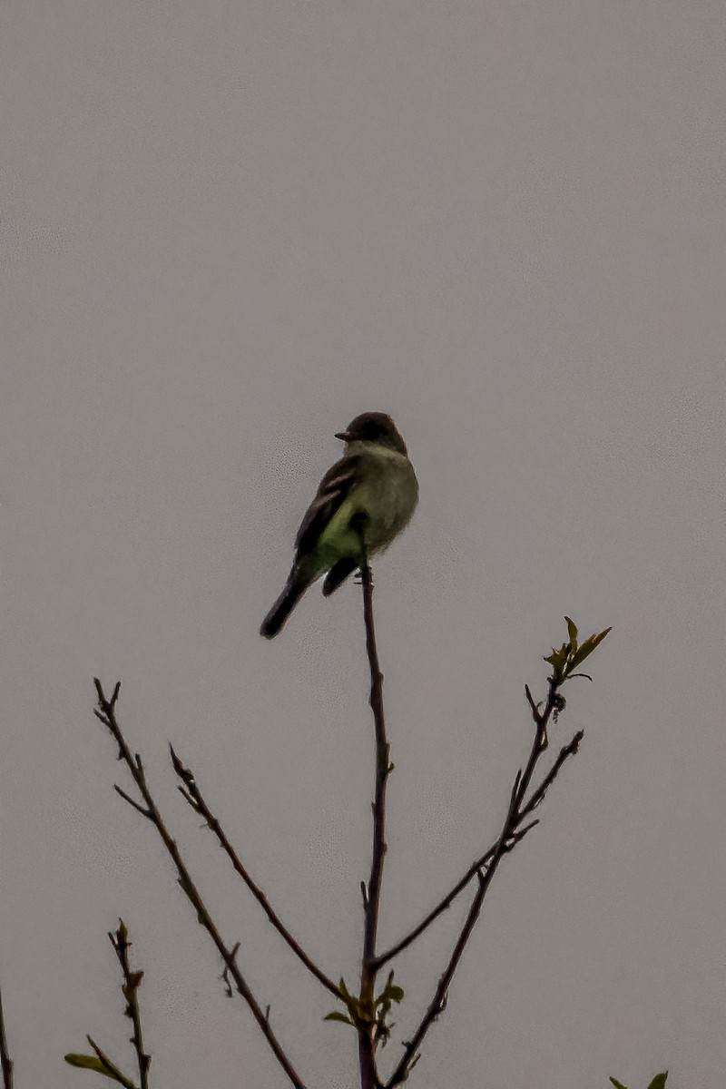 Willow Flycatcher - ML619398759