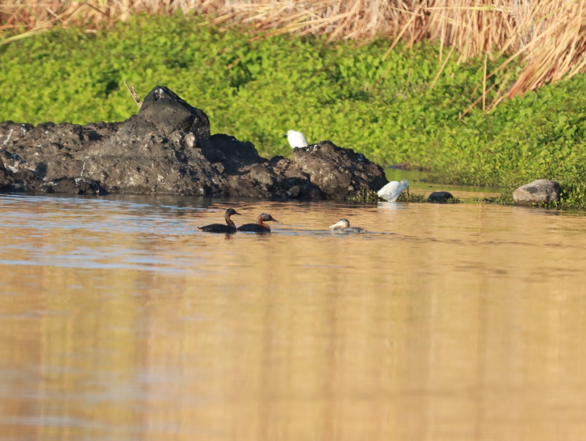 Great Grebe - Mario Reyes