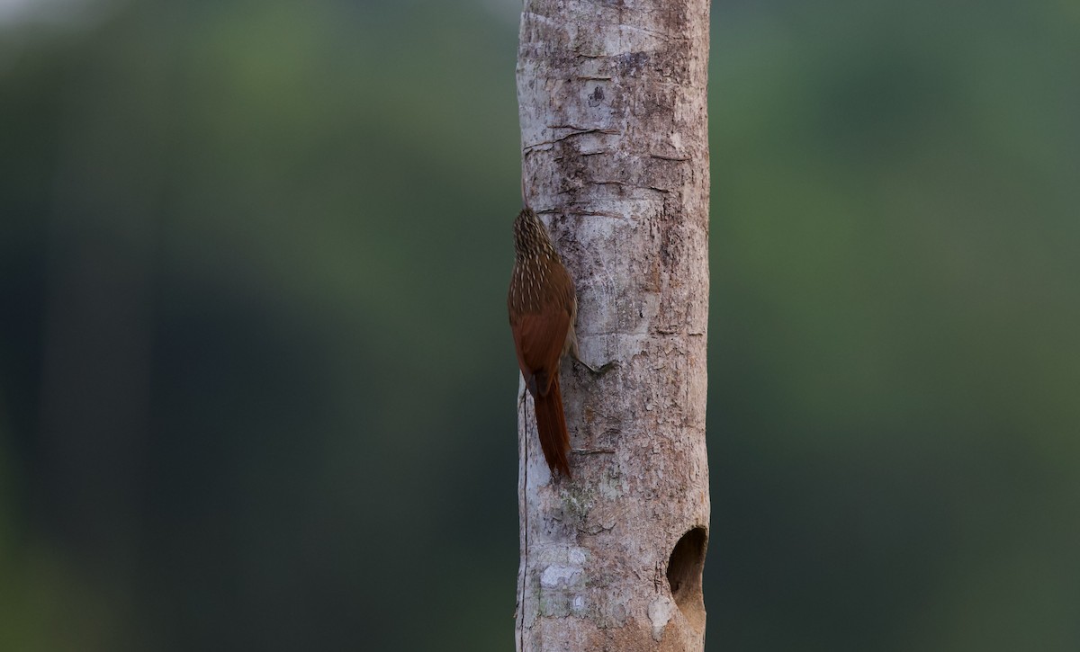 Streak-headed Woodcreeper - David Brassington