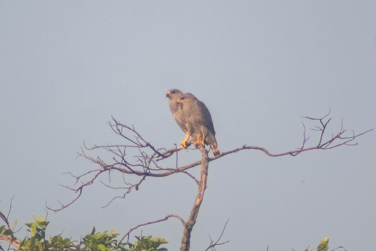 Gray Hawk - Manuel de Jesus Hernandez Ancheita