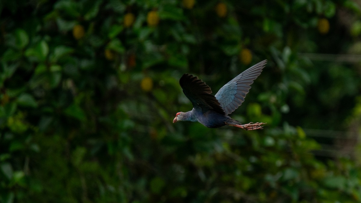 Gray-headed Swamphen - ML619398790