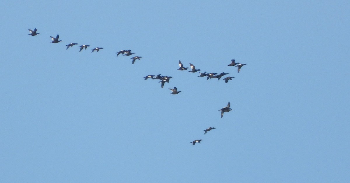 White-winged Scoter - ML619398794