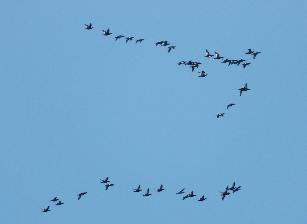 White-winged Scoter - Christopher Zayachkowski