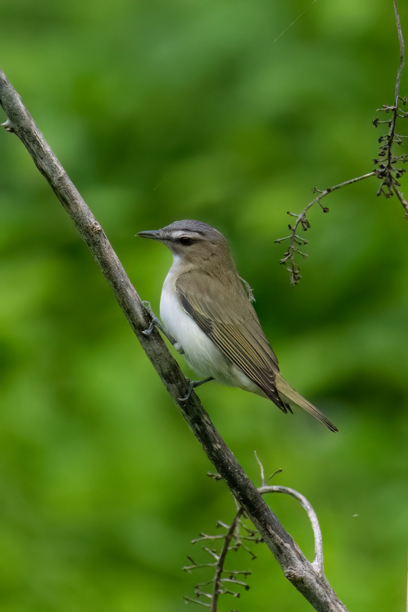 Red-eyed Vireo - Tony Ducks