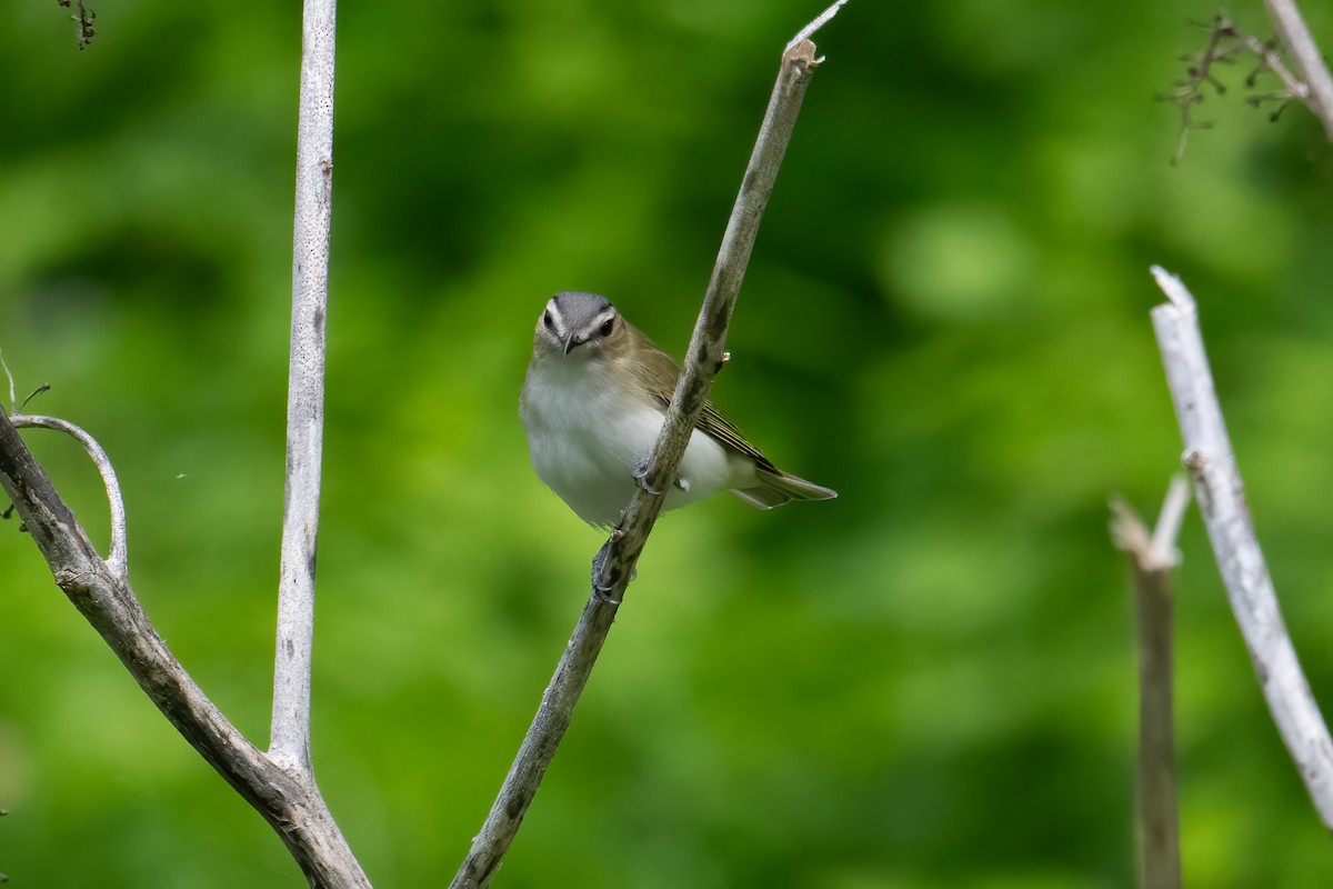 Red-eyed Vireo - Tony Ducks