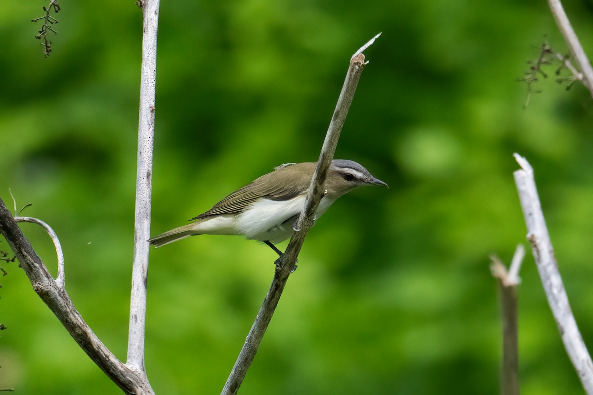 Red-eyed Vireo - Tony Ducks