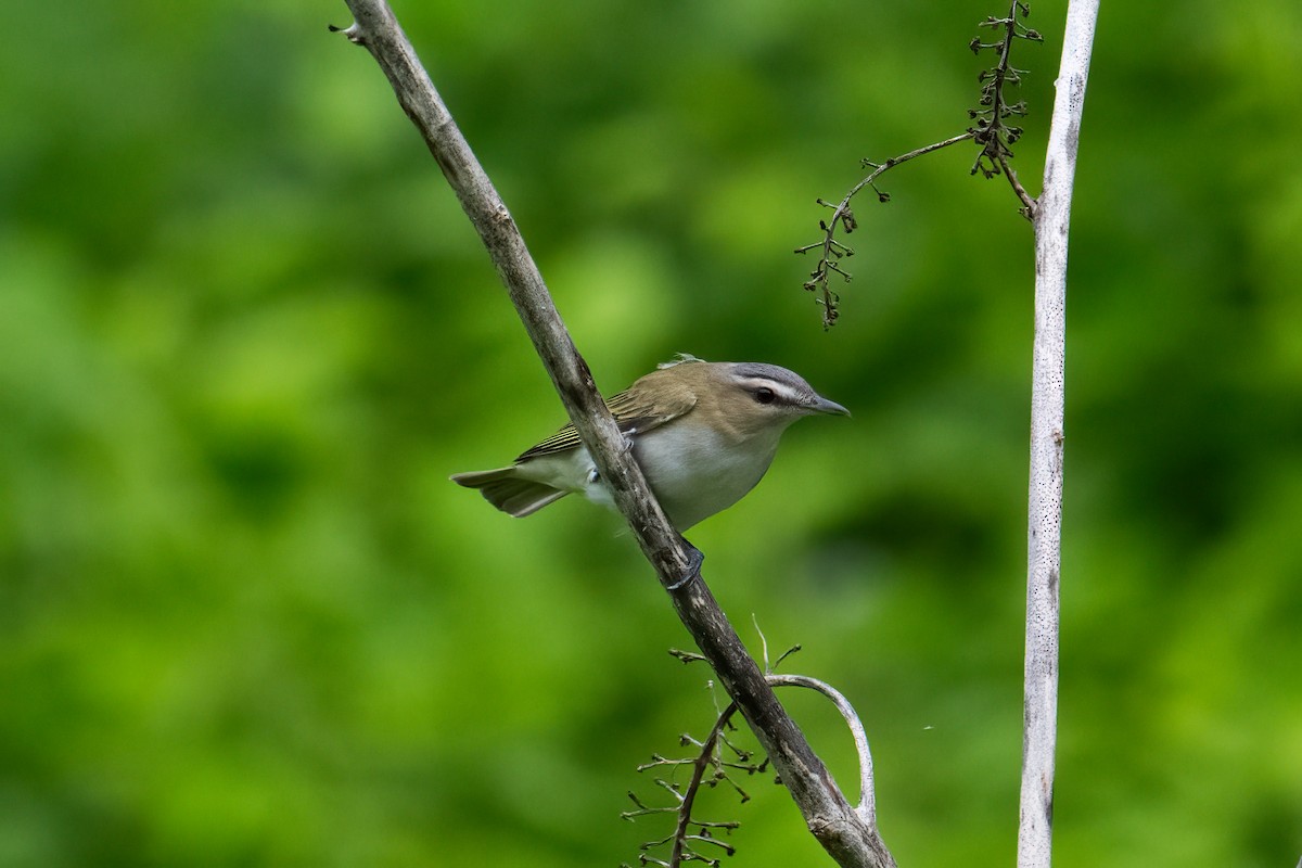 Red-eyed Vireo - Tony Ducks