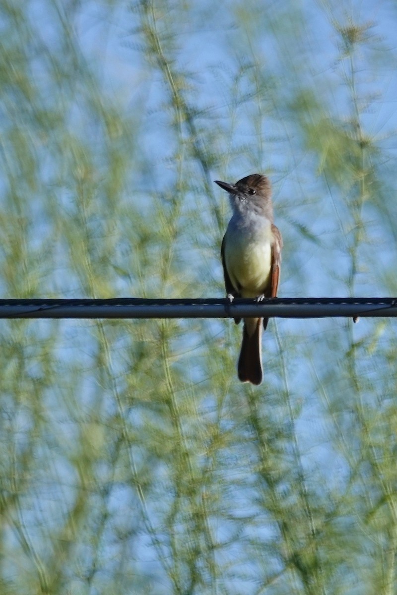 Brown-crested Flycatcher - allison shock