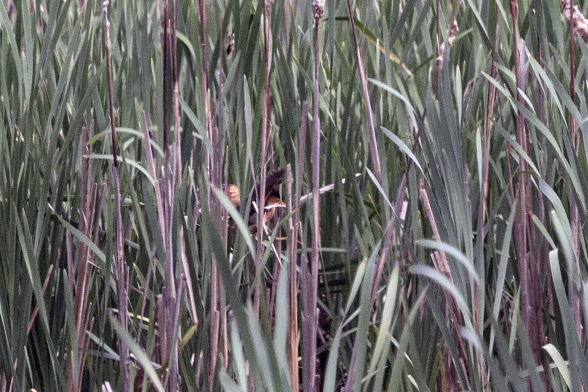 Least Bittern - ML619398810