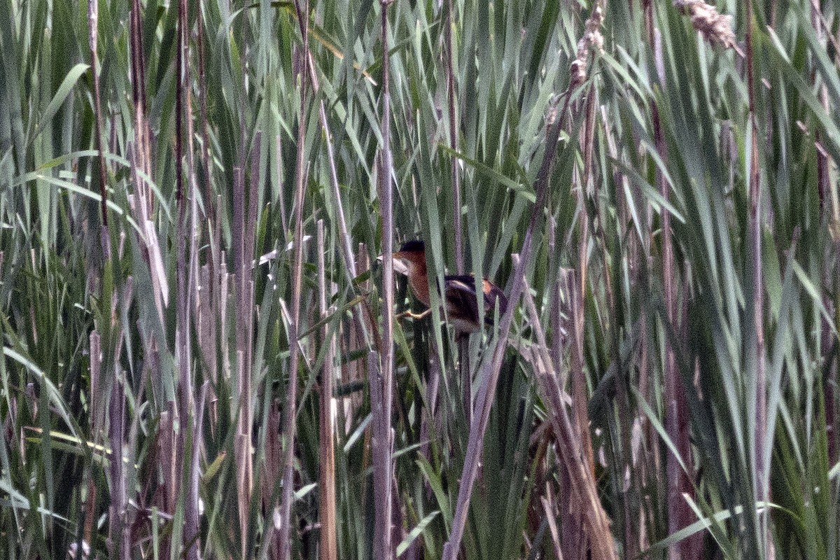 Least Bittern - ML619398813